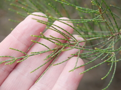 Allocasuarina muelleriana
