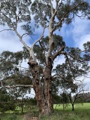 Eucalypteae