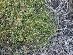 Hornungia procumbens