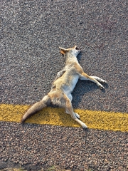 Lupulella mesomelas mesomelas