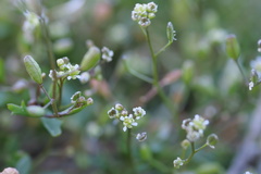 Hornungia procumbens