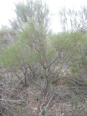Allocasuarina muelleriana