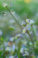 Hornungia procumbens