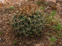 Coryphantha ottonis