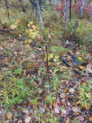 Lilium pensylvanicum
