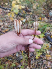 Lilium pensylvanicum