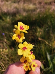 Verbascum chaixii