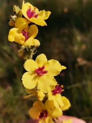 Verbascum chaixii