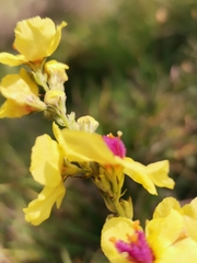 Verbascum chaixii