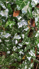 Hedera helix