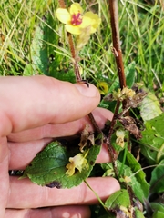 Verbascum chaixii