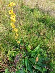 Verbascum chaixii