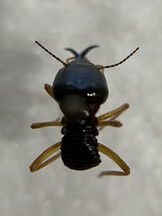 Macrotermes carbonarius