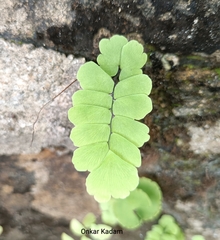 Adiantum philippense