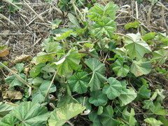 Malva verticillata