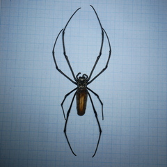 Nephila pilipes