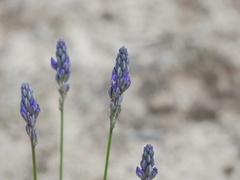 Comesperma calymega