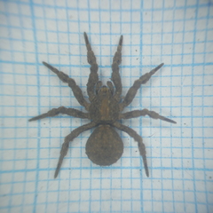 Cryptothele sundaica