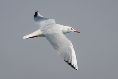 Chroicocephalus genei