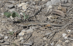 Psammodromus edwarsianus