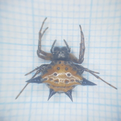 Macracantha hasselti