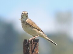 Anthus australis