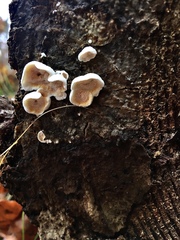 Skeletocutis amorpha