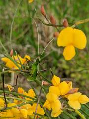 Anthophiloptera dryas