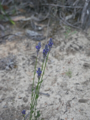 Comesperma calymega