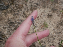 Comesperma calymega