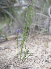 Comesperma calymega