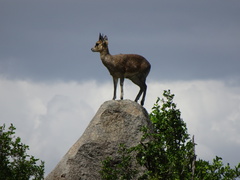 Oreotragus oreotragus