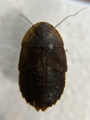 Epilamprinae