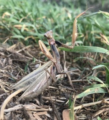 Mantis religiosa