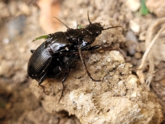 Pterostichus melanarius