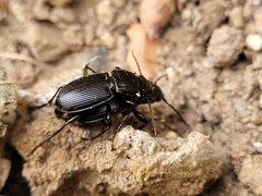 Pterostichus melanarius