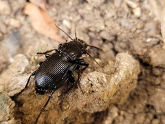 Pterostichus melanarius