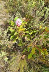 Protea cynaroides