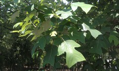 Liriodendron chinense