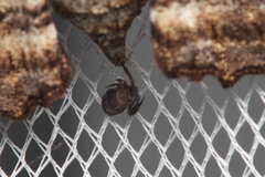 Pholodes sinistraria