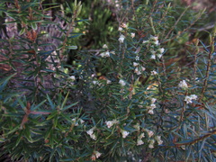 Leptecophylla juniperina