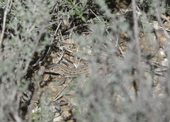 Psammodromus edwarsianus