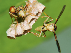 Mischocyttarus angulatus