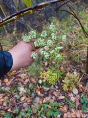 Ostericum maximowiczii