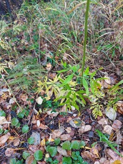 Ostericum maximowiczii