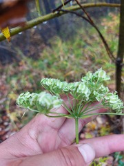 Ostericum maximowiczii
