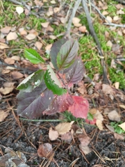 Aronia mitschurinii