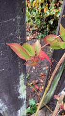 Parthenocissus