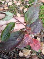 Aronia mitschurinii