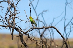 Melopsittacus undulatus